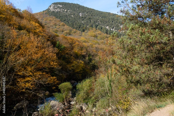 Obraz autumn forest in the mountains