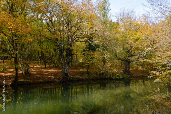 Obraz autumn in the park