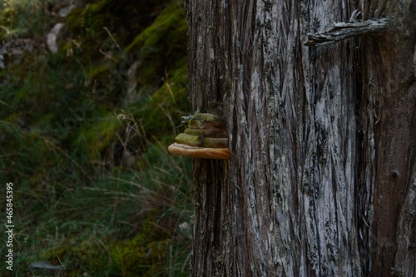 Obraz mushroom on a tree