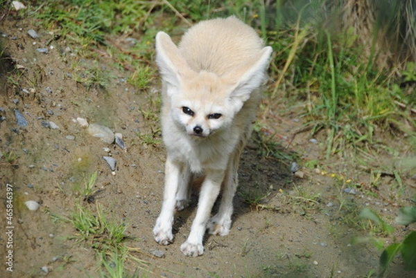 Obraz schöner Fennekfuchs im Zoo
