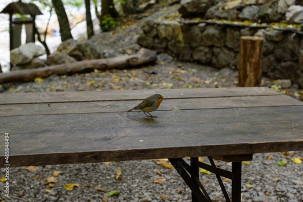 Obraz bird on the table