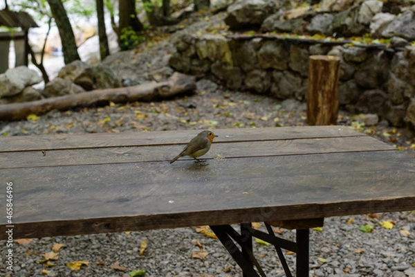 Obraz bird on the table