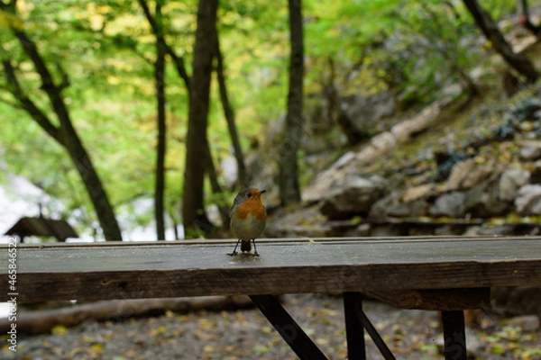 Obraz bird on the table