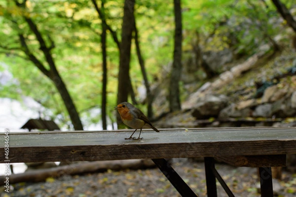 Obraz bird on the table