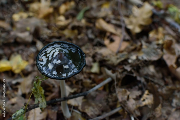 Obraz mushroom in the forest