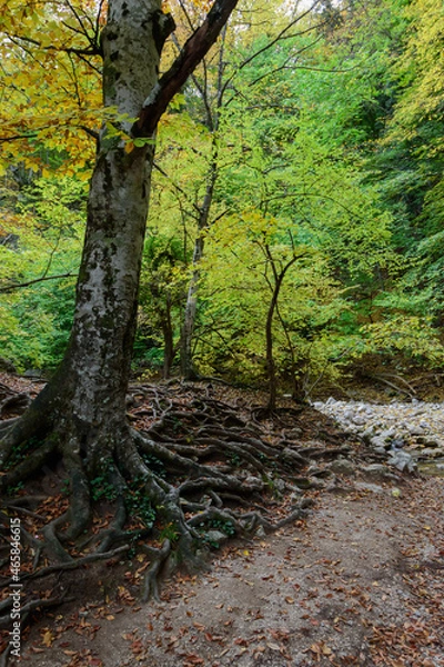Obraz autumn in the forest