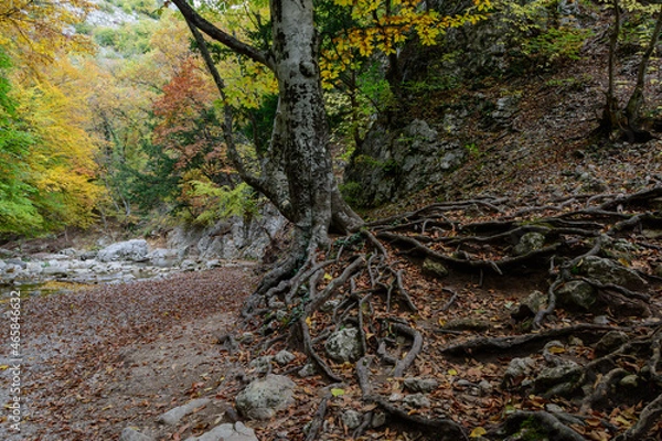 Obraz tree in the forest