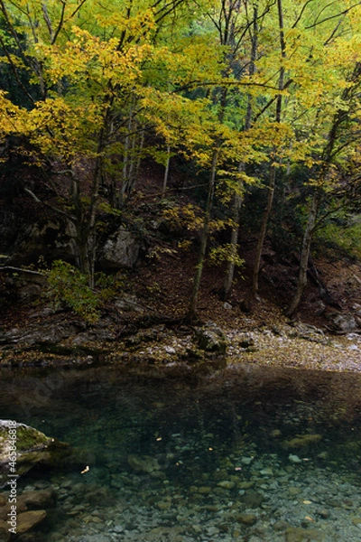Obraz river in the forest