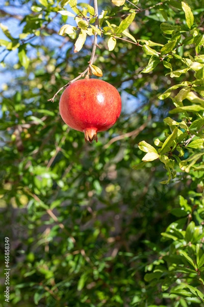 Obraz Pomegranate in tree