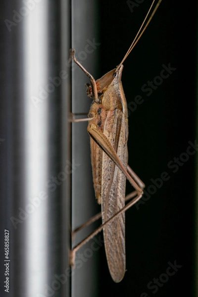 Obraz Grasshopper