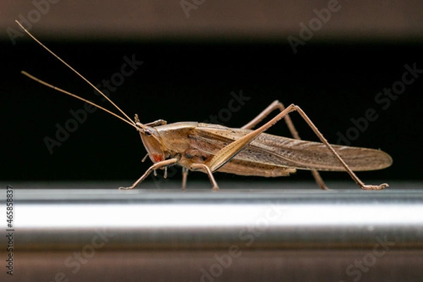 Obraz Grasshopper