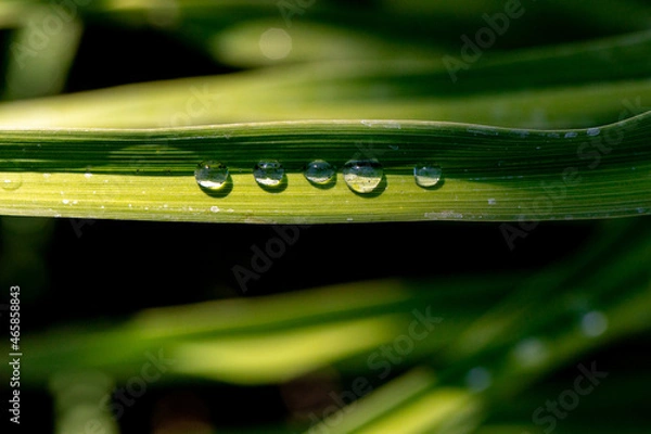 Obraz Rain drops