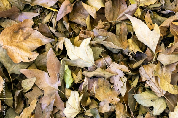 Obraz Dry leaves