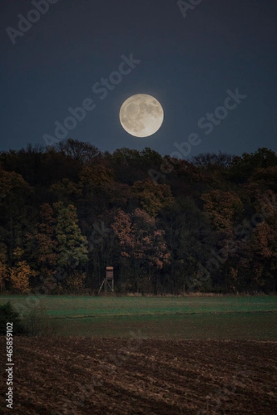 Fototapeta full moon over the forest