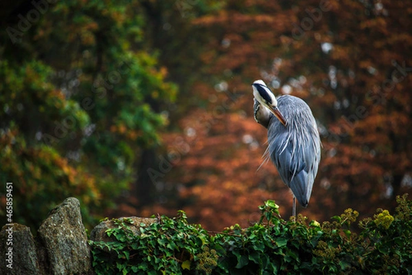 Obraz great blue heron