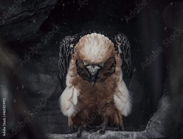 Fototapeta Bearded vulture