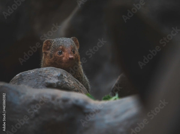 Obraz meerkat on a rock