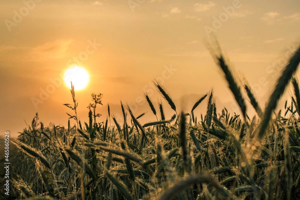 Fototapeta wheat field at sunset