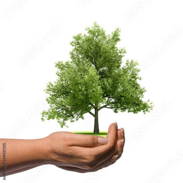 Obraz Hand holding a big tree