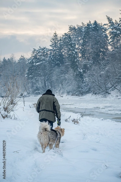 Fototapeta Hiking with a dog near Neris river, Vilnius, Lithuania. Old unknown man with Alaskan Malamute puppy walking on the river side. Selective focus on the details, blurred background.