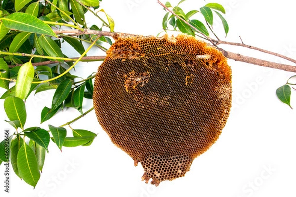 Fototapeta Nature honeycomb on tree branches isolated on white background. Abandoned beehive hang on tree branch with green leves isolateda