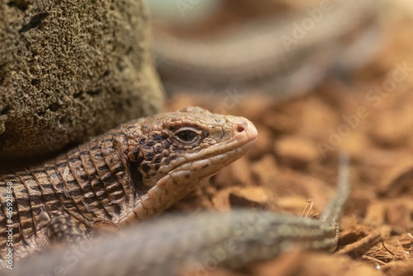 Fototapeta プレートトカゲ