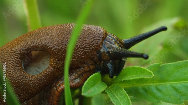 Obraz snail on a leaf