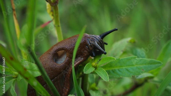 Obraz snail on a leaf
