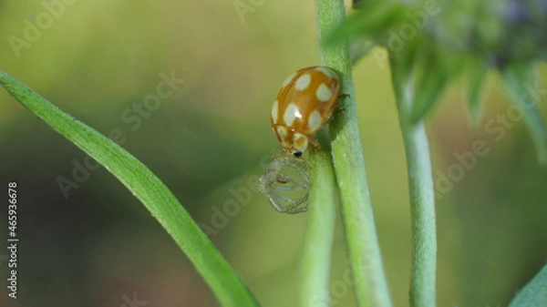 Obraz ladybug on leaf