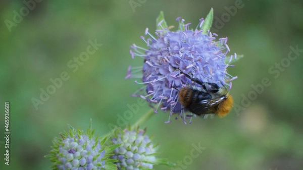 Obraz bumblebee on a thistle