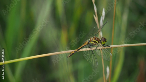 Obraz dragonfly resting on a leaf