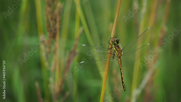 Obraz dragonfly resting on a leaf
