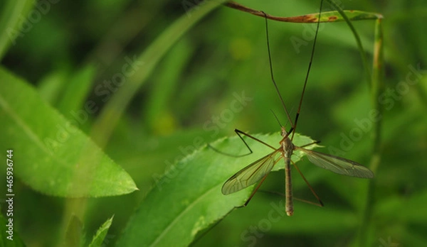 Obraz mosquito on a green leaf