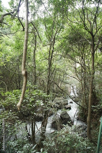 Obraz trees in the forest