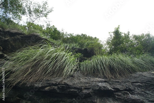 Obraz grass from below
