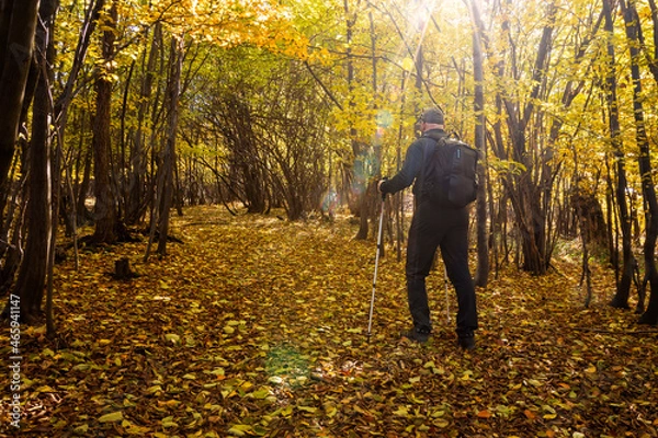 Obraz A hike through the forest on a lovely autumn day