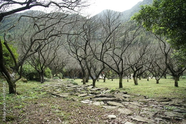 Obraz tree in the field