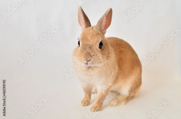 Fototapeta うさぎ