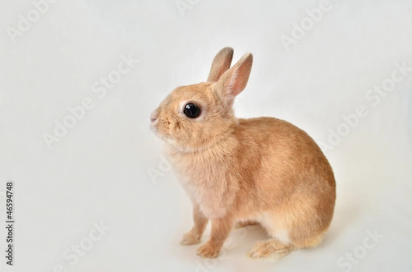 Fototapeta うさぎ
