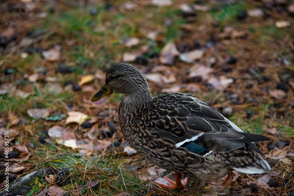 Fototapeta a beautiful duck in the middle of the forest between needles and tree roots in autumn