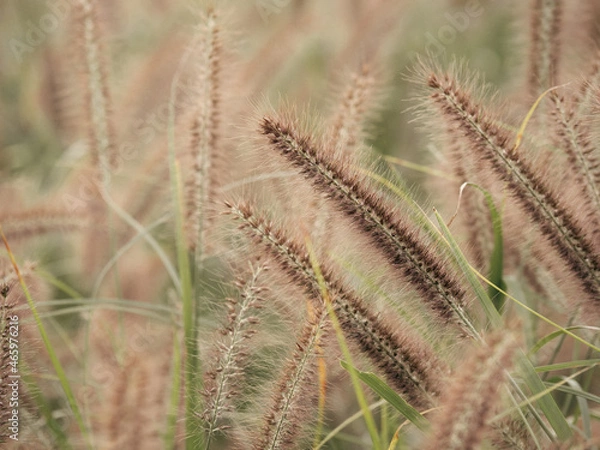 Fototapeta 穂を付けた野原の草木