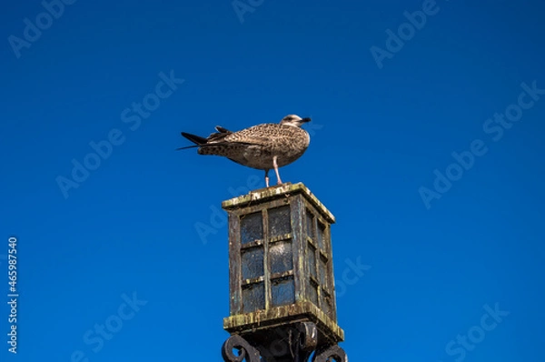 Obraz Stavanger (195)
