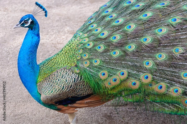 Fototapeta エレガントな孔雀の力強い生命力