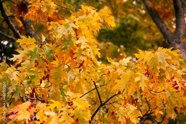 Fototapeta Herbstlaub