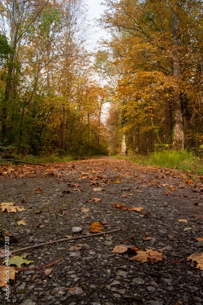 Fototapeta Herbstweg 2