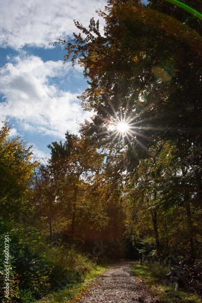 Fototapeta Herbstwald