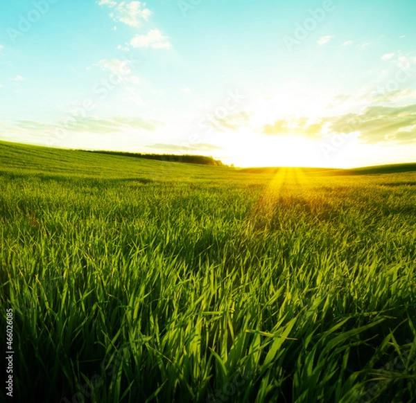 Obraz Green meadow under blue sky