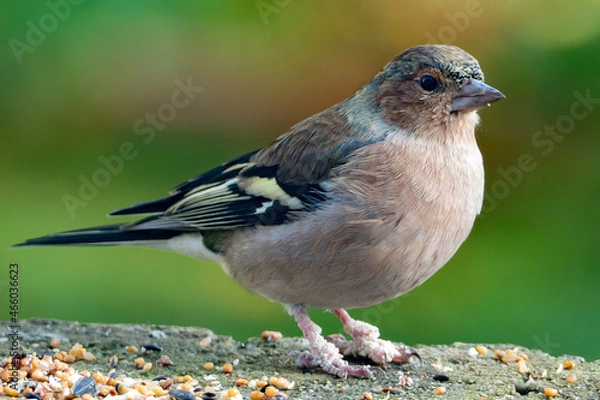 Obraz Kranker Buchfink.