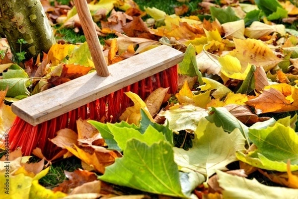 Obraz sweeping leaves