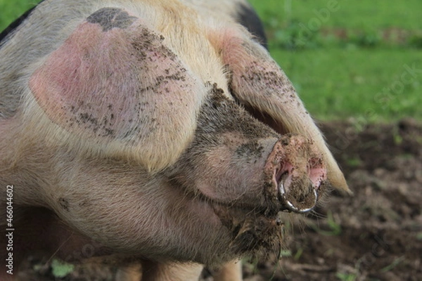 Obraz Cochon de ferme